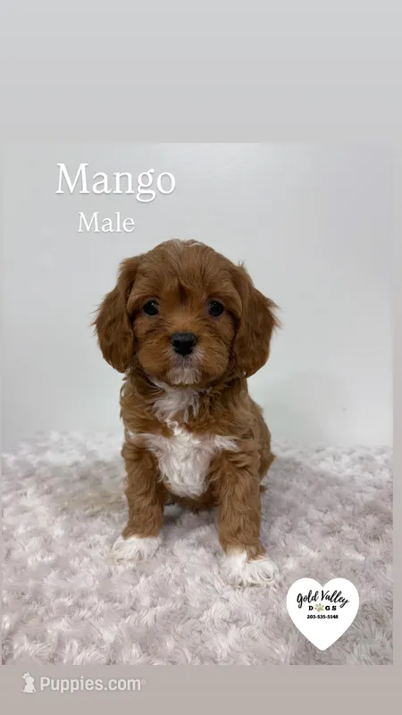 MANGO 