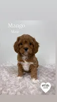 MANGO , a male Cavapoo for sale in Sugarcreek, OH – Photo 1 of 3