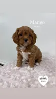 MANGO , a male Cavapoo for sale in Sugarcreek, OH – Photo 3 of 3
