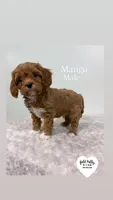 MANGO , a male Cavapoo for sale in Sugarcreek, OH – Photo 2 of 3