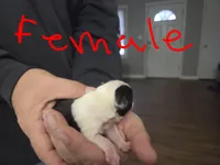 Ritta, a male Frenchton for sale in Marshfield, MO – Photo 2 of 6