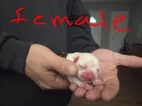 Ritta, a male Frenchton for sale in Marshfield, MO – Photo 1 of 6