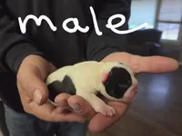 Ritta, a male Frenchton for sale in Marshfield, MO – Photo 3 of 6