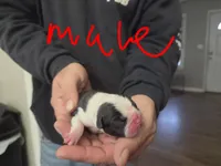 Ritta, a male Frenchton for sale in Marshfield, MO – Photo 4 of 6