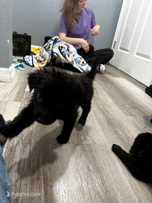 rocky  – German Shepherd Dog, Labrador Retriever puppy for sale in Saint Cloud, FL