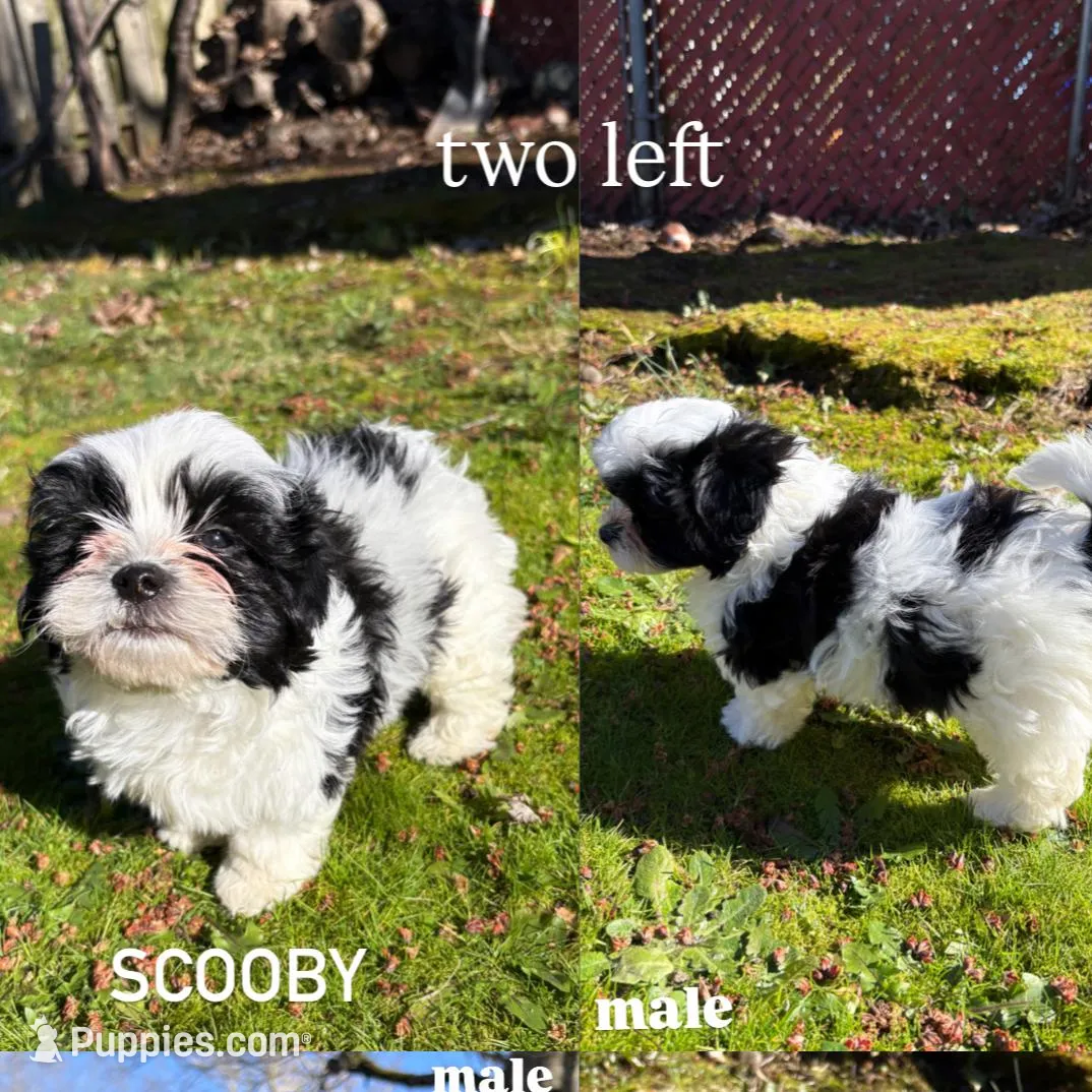 Scooby, a male Maltipoo and Havapoo for sale in Oregon City, OR – Photo 1 of 1