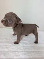 Munchkin , a female American Bully for sale in Lexington, SC – Photo 3 of 3