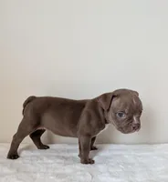 Munchkin , a female American Bully for sale in Lexington, SC – Photo 2 of 3