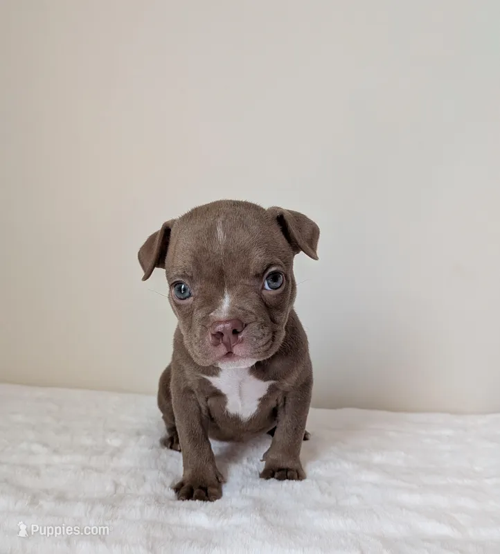 Munchkin , a female American Bully for sale in Lexington, SC – Photo 1 of 3