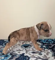 Pup 2, a male American Bully for sale in Lexington, SC – Photo 3 of 6
