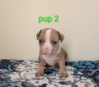 Pup 2, a male American Bully for sale in Lexington, SC – Photo 1 of 6