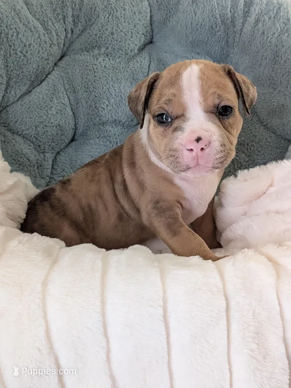 Pup 2 – American Bully puppy for sale in Lexington, SC