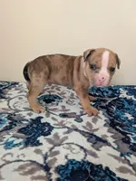 Pup 2, a male American Bully for sale in Lexington, SC – Photo 4 of 6