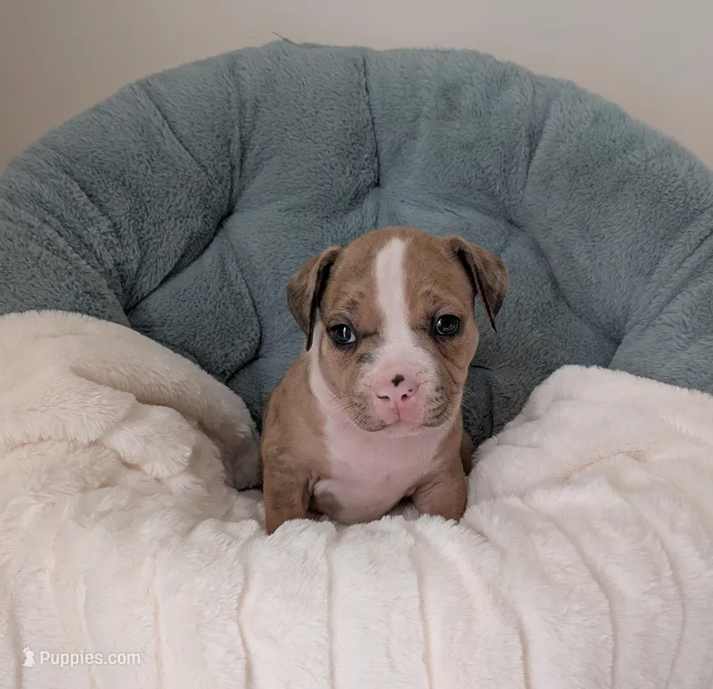 Pup 2 – American Bully puppy for sale in Lexington, SC