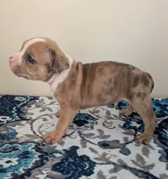 Pup 2, a male American Bully for sale in Lexington, SC – Photo 2 of 6