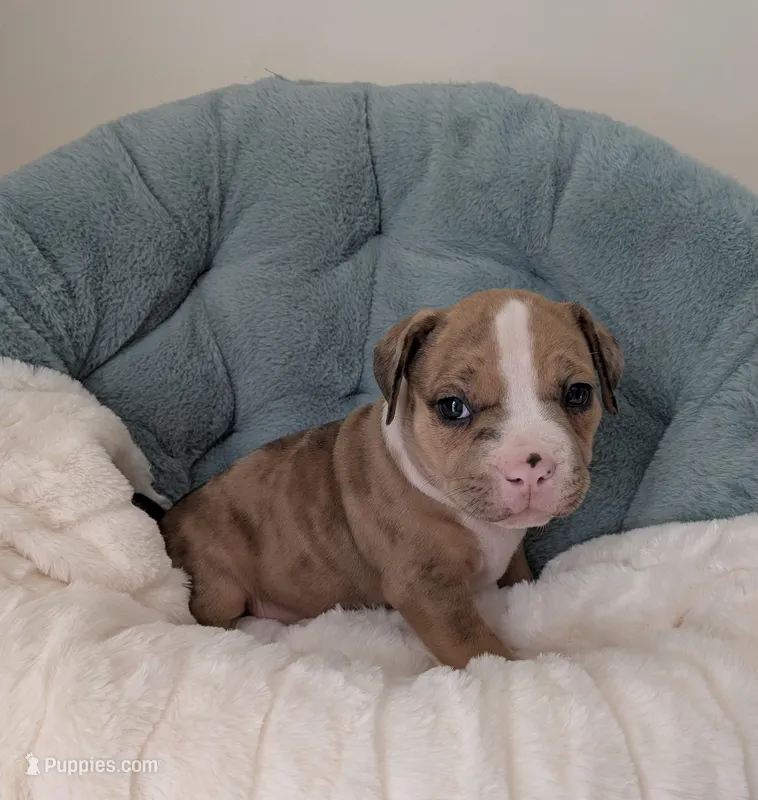 Pup 2 – American Bully puppy for sale in Lexington, SC