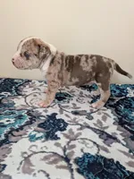 Pup 1, a male American Bully for sale in Lexington, SC – Photo 4 of 6