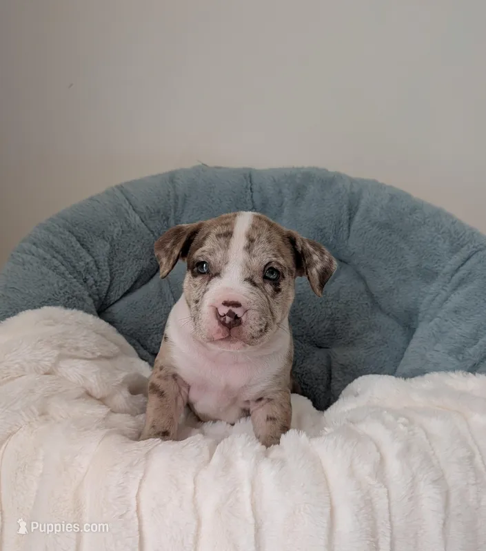 Pup 1 – American Bully puppy for sale in Lexington, SC