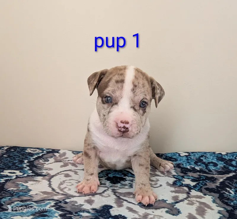 Pup 1 – American Bully puppy for sale in Lexington, SC