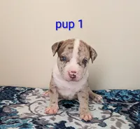 Pup 1, a male American Bully for sale in Lexington, SC – Photo 1 of 6