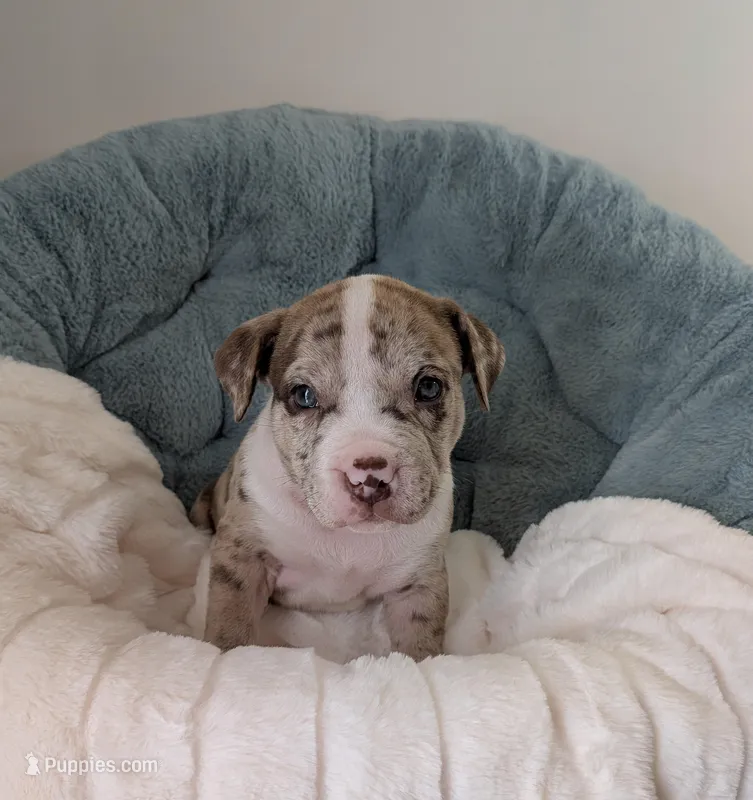 Pup 1 – American Bully puppy for sale in Lexington, SC