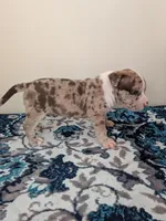 Pup 1, a male American Bully for sale in Lexington, SC – Photo 3 of 6