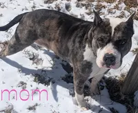 Pup 1, a male American Bully for sale in Lexington, SC – Photo 6 of 6