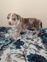 Pup 1, a male American Bully for sale in Lexington, SC – Photo 2 of 6