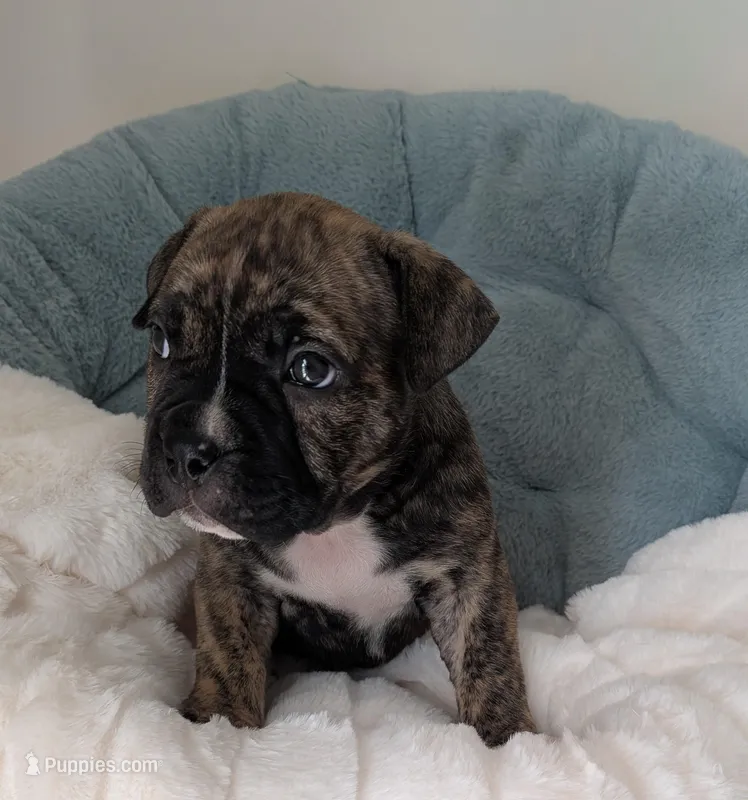 Brindle girl  – American Bully puppy for sale in Lexington, SC