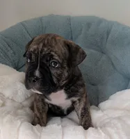 Brindle girl , a female American Bully for sale in Lexington, SC – Photo 1 of 3