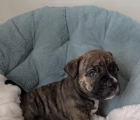 Brindle girl , a female American Bully for sale in Lexington, SC – Photo 2 of 3