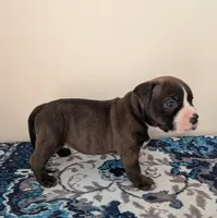 Pup 4, a female American Bully for sale in Lexington, SC – Photo 2 of 6
