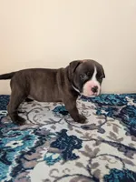 Pup 4, a female American Bully for sale in Lexington, SC – Photo 4 of 6