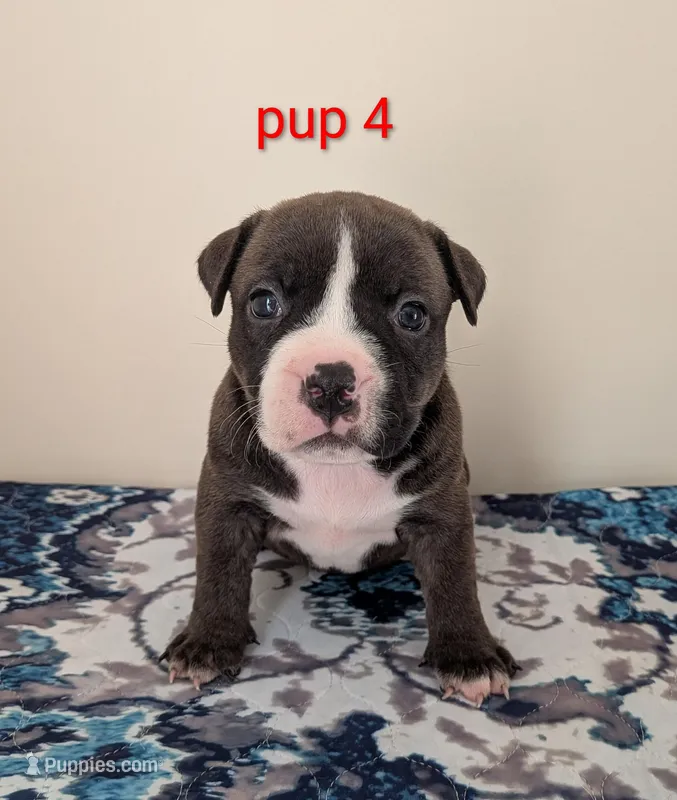 Pup 4 – American Bully puppy for sale in Lexington, SC