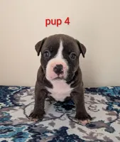 Pup 4, a female American Bully for sale in Lexington, SC – Photo 1 of 6