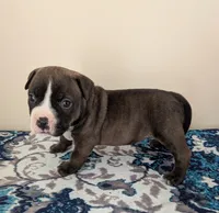 Pup 4, a female American Bully for sale in Lexington, SC – Photo 3 of 6