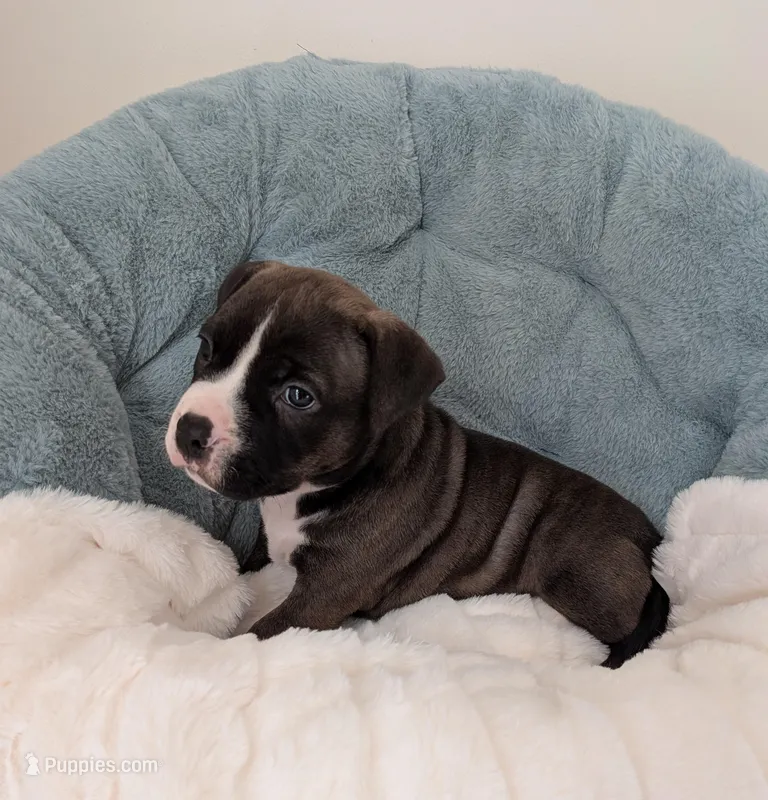 Pup 4 – American Bully puppy for sale in Lexington, SC
