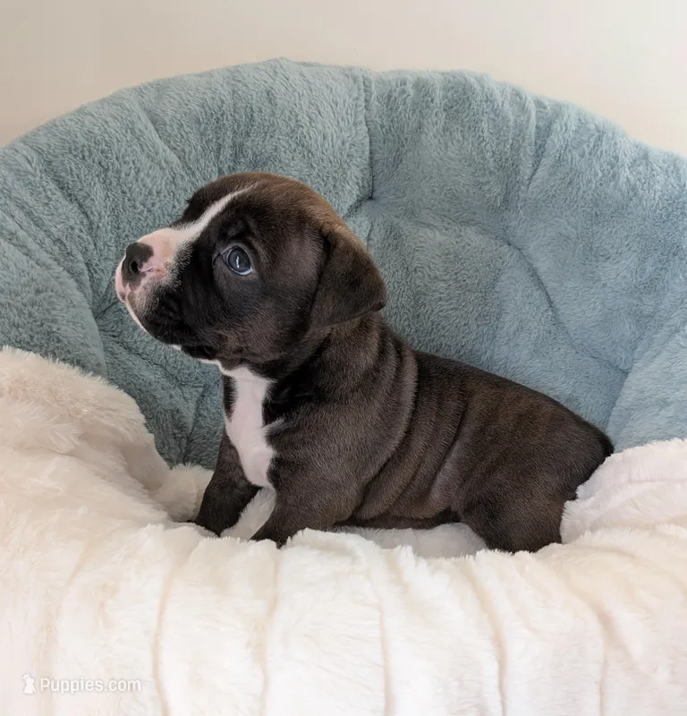 Pup 4 – American Bully puppy for sale in Lexington, SC