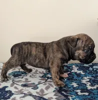 Pup 3, a female American Bully for sale in Lexington, SC – Photo 4 of 6