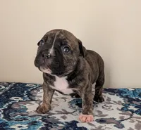 Pup 3, a female American Bully for sale in Lexington, SC – Photo 3 of 6