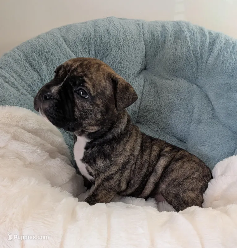 Pup 3 – American Bully puppy on hold in Lexington, SC