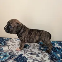 Pup 3, a female American Bully for sale in Lexington, SC – Photo 2 of 6