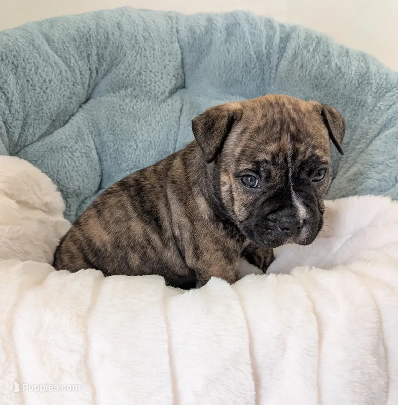 Pup 3 – American Bully puppy for sale in Lexington, SC