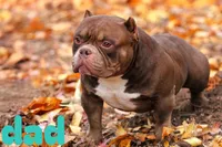 Pup 3, a female American Bully for sale in Lexington, SC – Photo 5 of 6