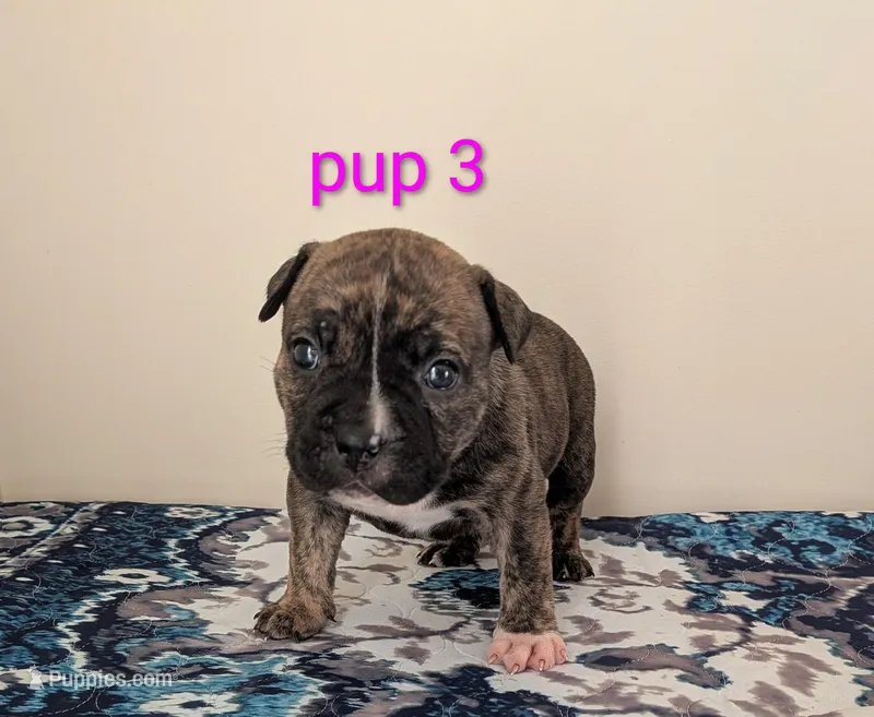 Pup 3 – American Bully puppy for sale in Lexington, SC
