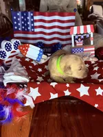 Dallas, a male Golden Retriever for sale in Terrell, TX – 2 of 5