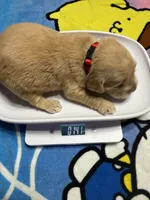 Mr.red, a male Golden Retriever and English Cream Golden Retriever for sale in Terrell, TX – 6 of 6