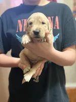 Bagels, a male Golden Retriever for sale in Terrell, TX – 3 of 6