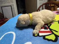 Ms. Yellow, a female Golden Retriever and English Cream Golden Retriever for sale in Terrell, TX – 2 of 9