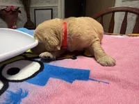 Mr.red, a male Golden Retriever and English Cream Golden Retriever for sale in Terrell, TX – 5 of 6